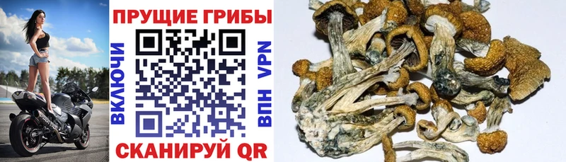 Купить  Меленки  Галлюциногенные грибы Psilocybe 